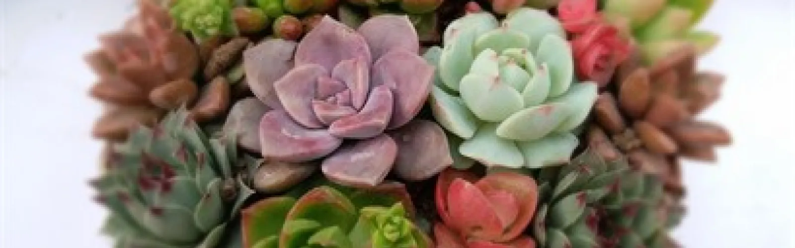 Pot full of colorful succulents.