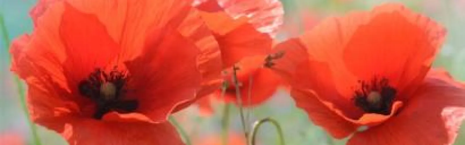 Red poppies.