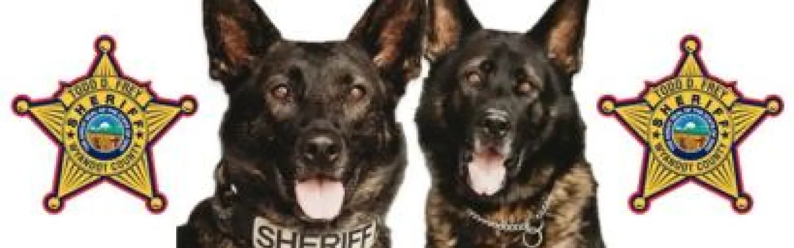 Two german shepherd dogs.