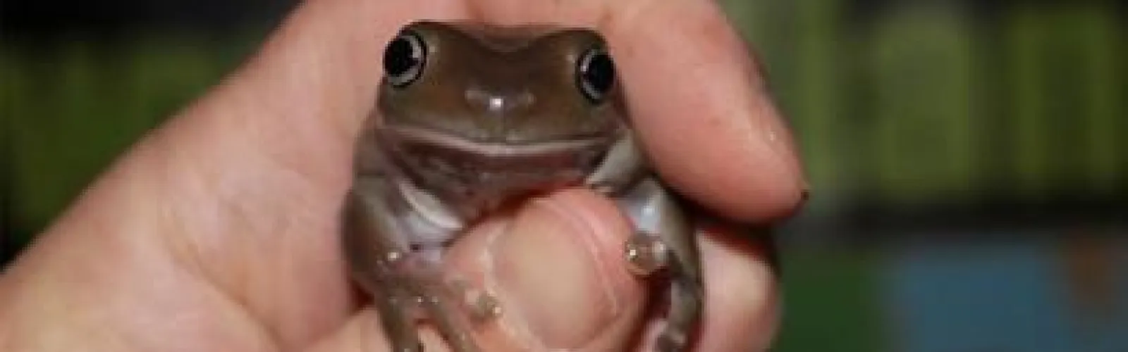 Hand holding a slimy frog.