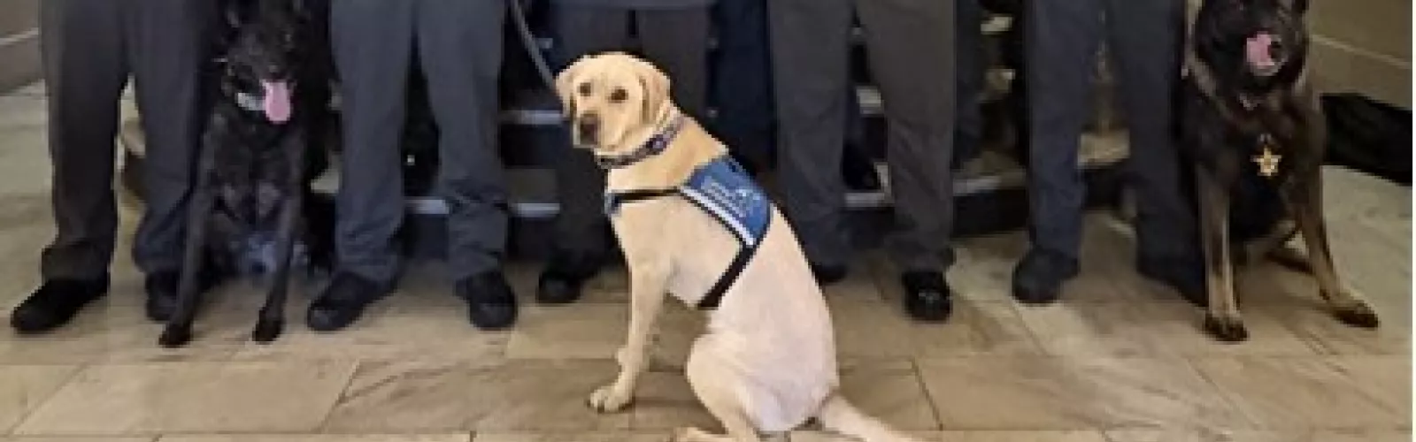 Three police dogs sitting in front of sheriff deputies' legs