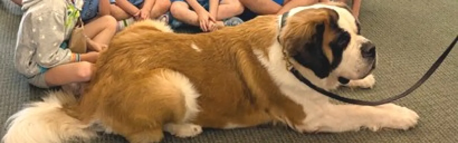 Saint Bernard dog